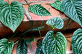 Anthurium Luxurians Live Plant - Rare Ecuadorian Aroid Houseplant