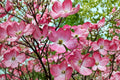 Pink Dogwood Live Tree – 10–18 Inch Flowering Tree in Quart Pot