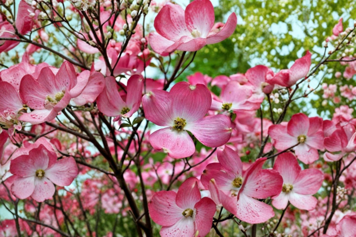 Pink Dogwood Live Tree – 10–18 Inch Flowering Tree in Quart Pot