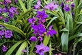 Purple Ground Orchid Live Plant Spathoglottis plicata – 3–8 Inch Starter in 3-Inch Pot