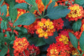 Red Lantana Live Plant – 3–5 Inch Flowering Starter in 4-Inch Pot