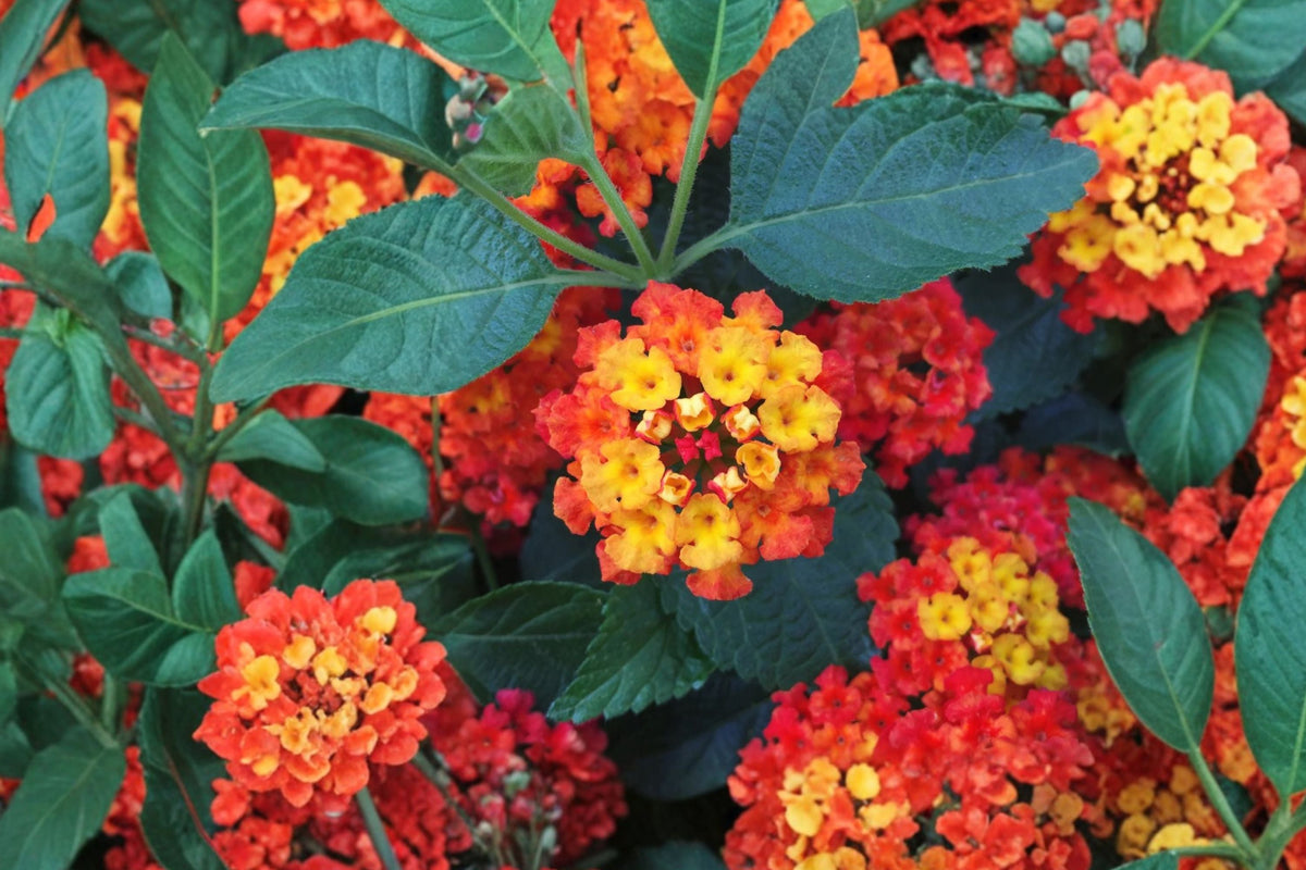 Red Lantana Live Plant – 3–5 Inch Flowering Starter in 4-Inch Pot