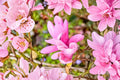 Jane Magnolia Live Tree - 6-12 Inch Flowering Magnolia in 2.5 Inch Pot