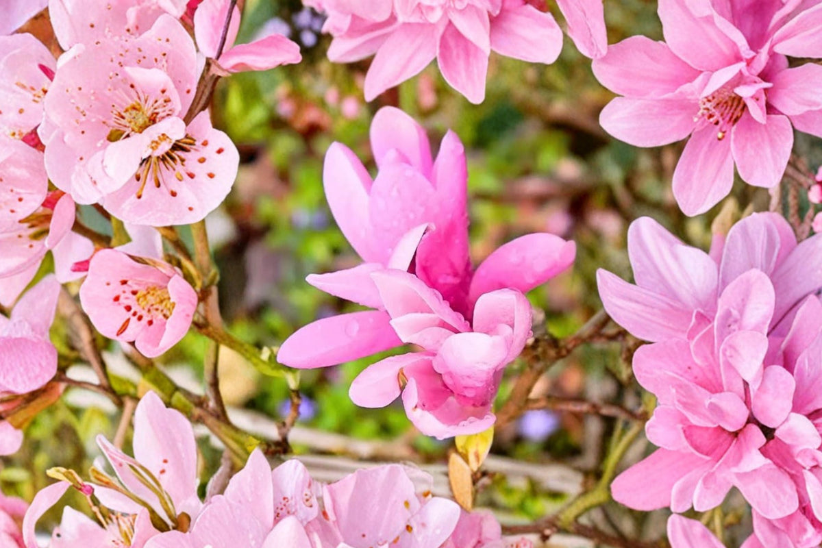 Jane Magnolia Live Tree - 6-12 Inch Flowering Magnolia in 2.5 Inch Pot