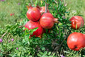 Pomegranate Tree Live Plants - Set of 4 Punica Granatum Edible Fruit Tree Starters