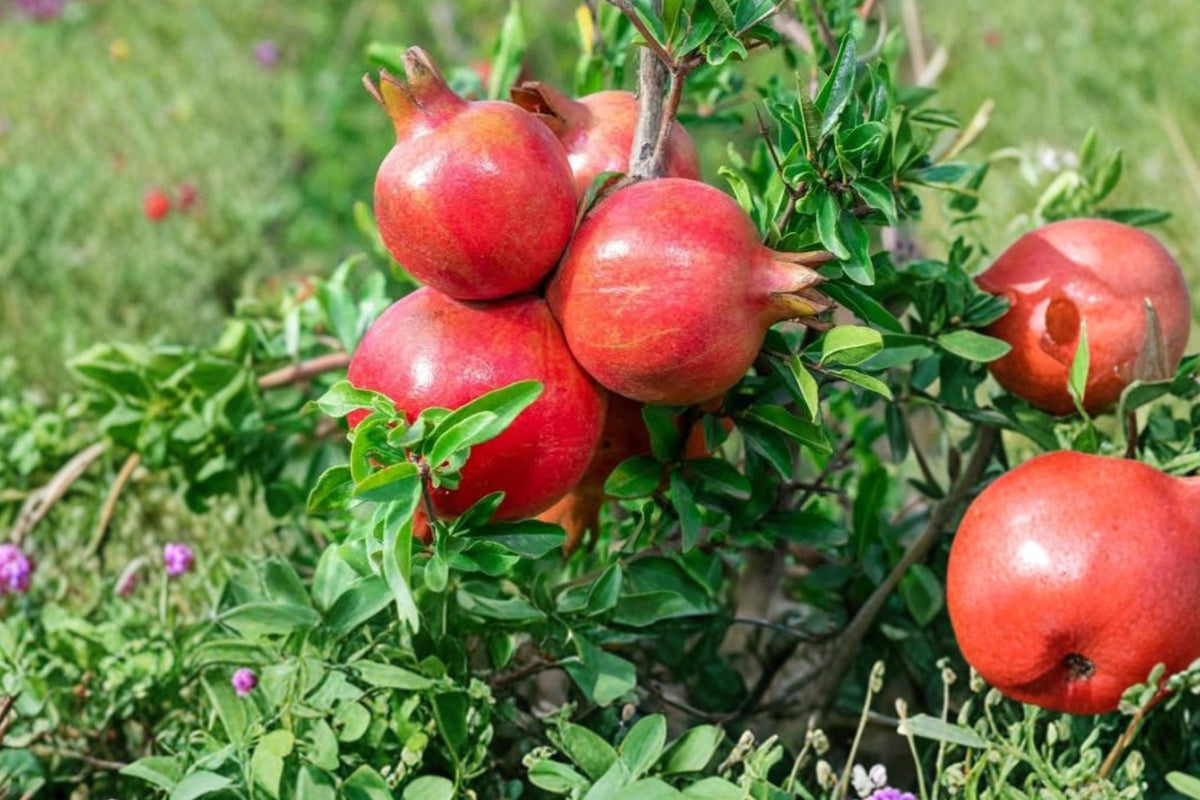 Pomegranate Tree Live Plants - Set of 4 Punica Granatum Edible Fruit Tree Starters