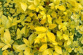 Duranta Yellow Live Plants - Set of 2 Starter Plants (4–6 in) gold foliage