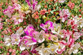 Bougainvillea Imperial Thai Delight Live Plant | Pink & White, 25-30 Inch Tropical Flowering Plant