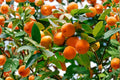 American Persimmon Trees - 2 Live 6-Inch Bare Root Seedlings (Diospyros virginiana) Fruit Trees