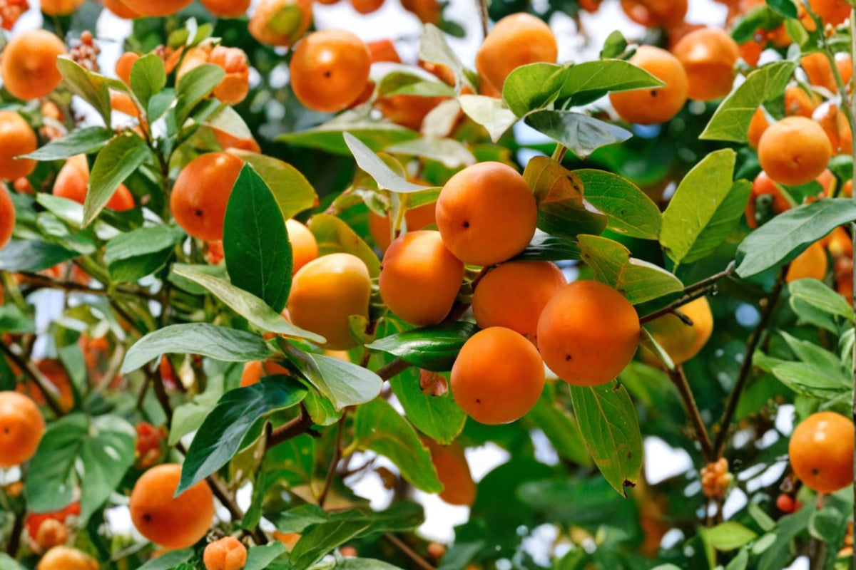 American Persimmon Trees - 2 Live 6-Inch Bare Root Seedlings (Diospyros virginiana) Fruit Trees