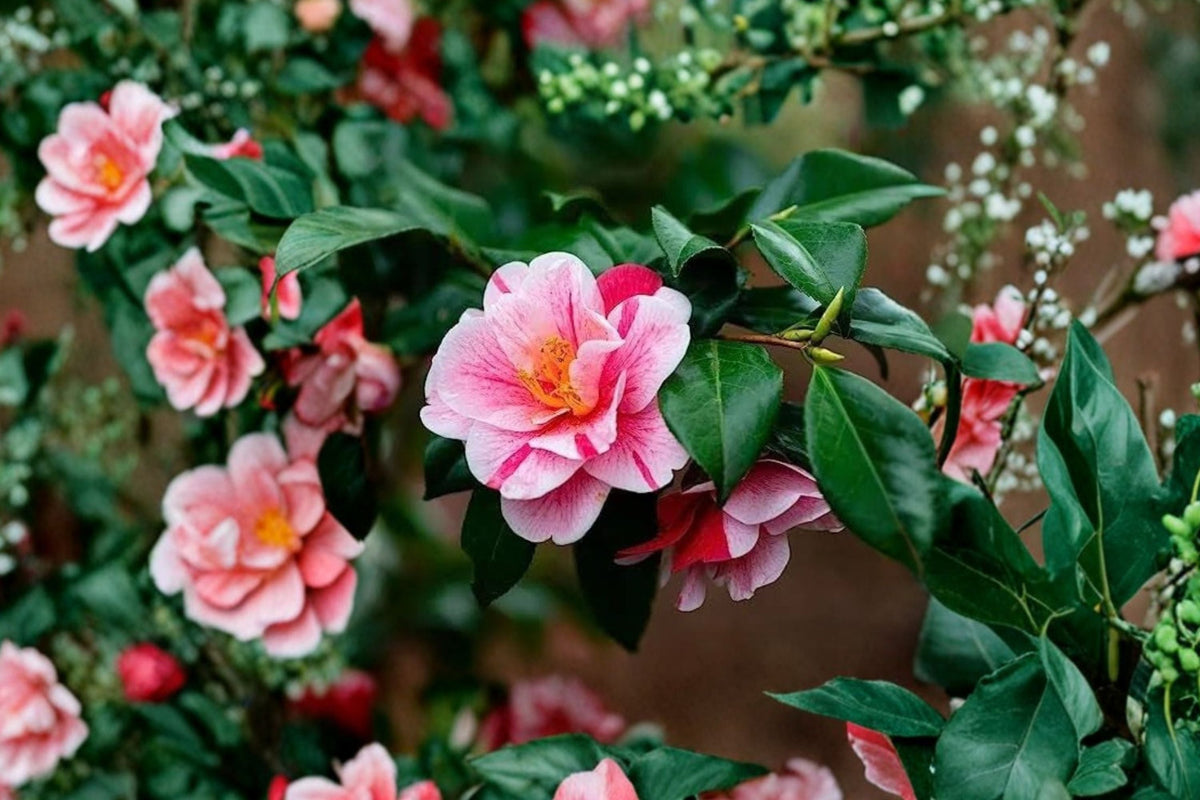 Fashionata Variegated Camellia Japonica Live Starter Plant in 3-Inch Pot