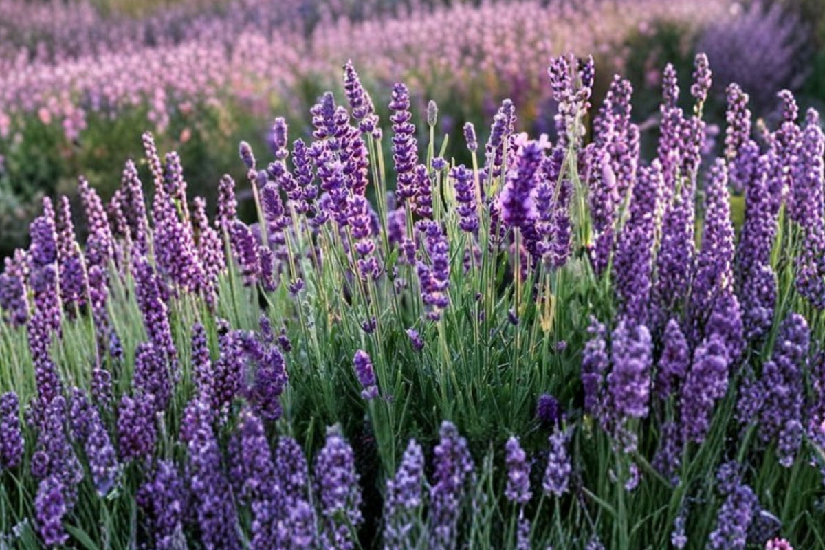 2 Goodwin Creek Lavender Live Plants (Lavandula Hybrid) – 3–6" Tall, Fragrant, Drought-Tolerant