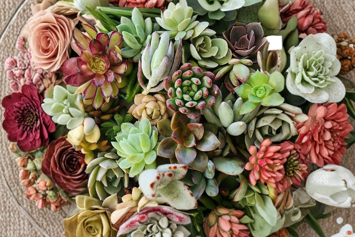 24 Assorted Live Bare-Root Succulent Plants – Mixed Starter Collection